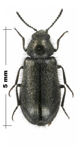 Réf. 189 418 : Dasytinae inconnu